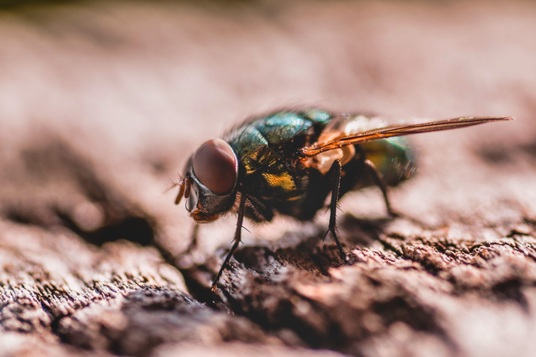 Fly Control