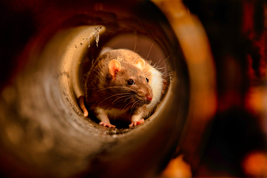 Rodent Control