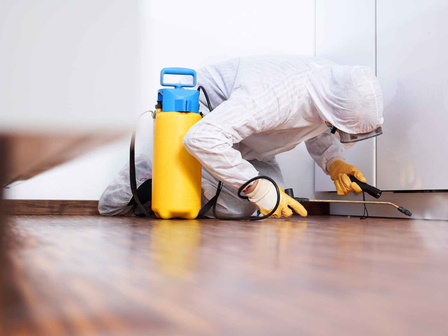 Termite Elimination