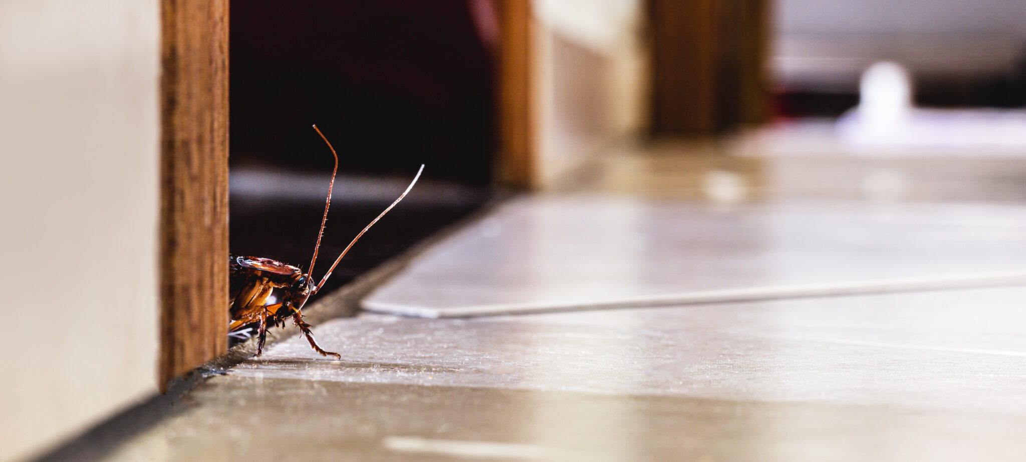 Licensed Pest Control Service