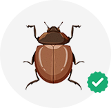 Bed Bug Treatment