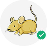 Rodent Control
