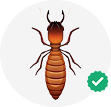 Termite Treatment